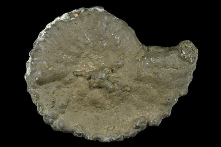 Pyrite Encrusted Ammonite Fossil - Russia #181217